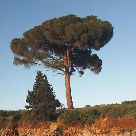 Magdic Apartman Brzac